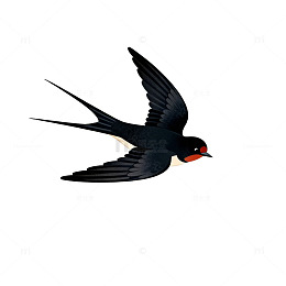 燕子插画绿意盎然