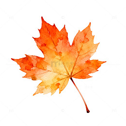 水彩枫叶秋日装饰图案