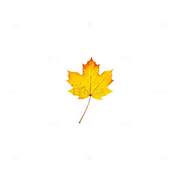 秋日枫叶特写摄影图片