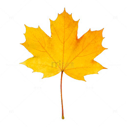金黄枫叶秋日美景