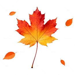 秋日枫叶特写摄影