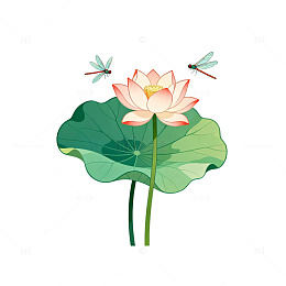 淡雅荷花蜻蜓插画