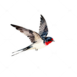 飞翔红颈鸟水彩画