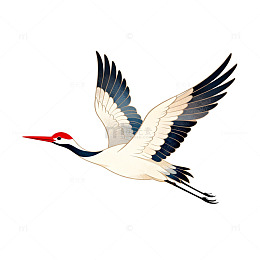 飞翔白鹤插画