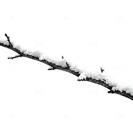 冬季雪景树枝雪花插画