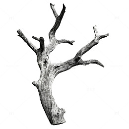 枯木剪影艺术效果素材