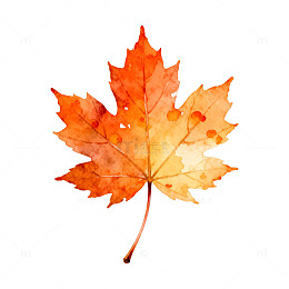 水彩枫叶秋意浓艺术插画
