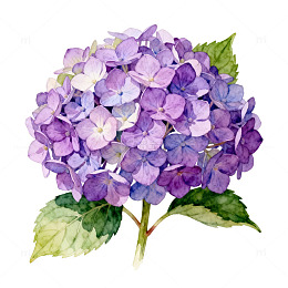 水彩绣球花插画设计元素