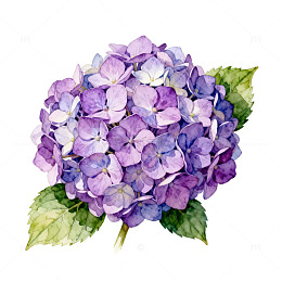 绣球花水彩画花卉图案