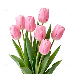 粉色郁金香花卉特写