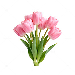 粉色郁金香鲜花特写摄影