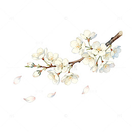 水彩花卉插画梅花绽放