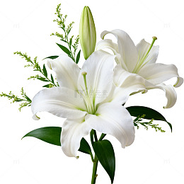 纯白百合花束花卉插图
