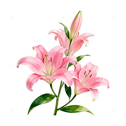 水彩粉色百合花插画素材