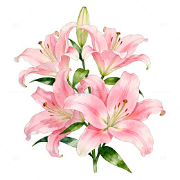 百合花粉色盛开AI插画