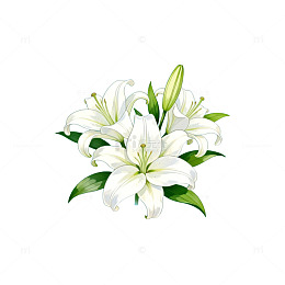 AI绘白色百合花插画