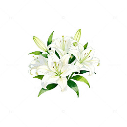 AI绘白色百合花插画