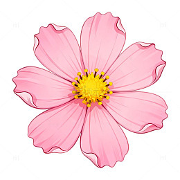 粉色花瓣花朵矢量插画