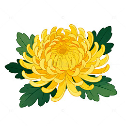 插画风菊花装饰画设计素材