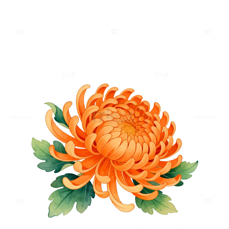 传统插画菊花图样素材免费下载_觅元素