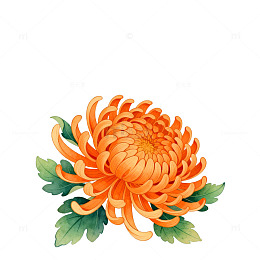 传统插画菊花图样