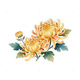 传统风格菊花插画设计素材