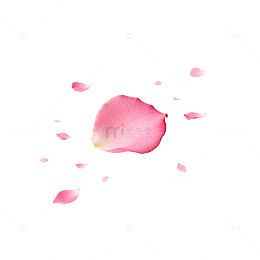 简约粉色玫瑰花瓣摄影图片