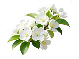 清新白花香花枝插画素材