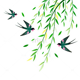 春燕柳枝插画
