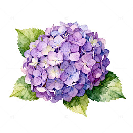 水彩绣球花插画