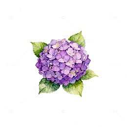 水彩绣球花插画设计素材