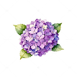 AI绘紫色绣球花插图