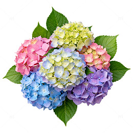 绣球花缤纷色彩花卉装饰素材