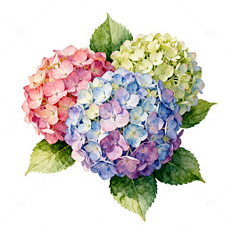 水彩绣球花盛开装饰画