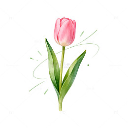 水彩粉色郁金香插画