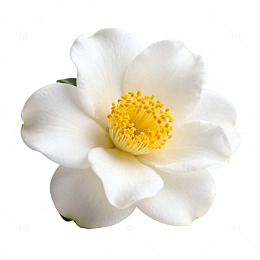 清新白花特写摄影图片