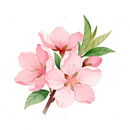 水彩风格樱花插画设计素材
