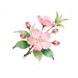 水彩海棠花艺术插画