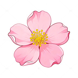 粉色樱花矢量插画素材