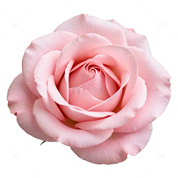 粉色玫瑰特写摄影图片