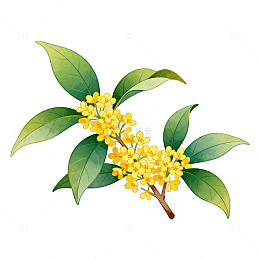 桂花插画素材