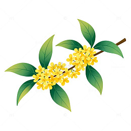 桂花插画素材