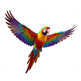 彩色鹦鹉展翅插画