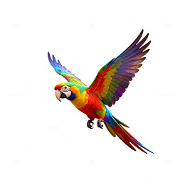 五彩鹦鹉飞翔艺术插画