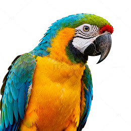 AI生成彩色鹦鹉特写