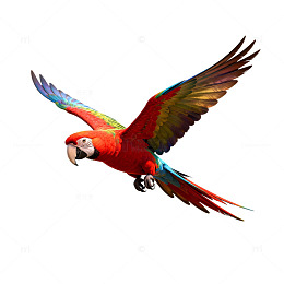 五彩鹦鹉飞翔摄影图