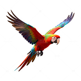 五彩鹦鹉飞翔插画