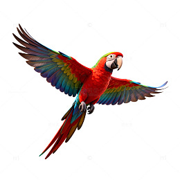 五彩鹦鹉飞翔插画