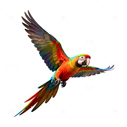 彩鹦翱翔蓝天图
