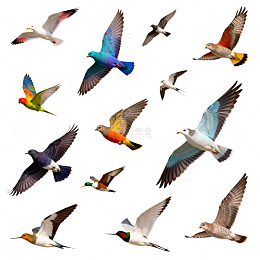 飞鸟图集合